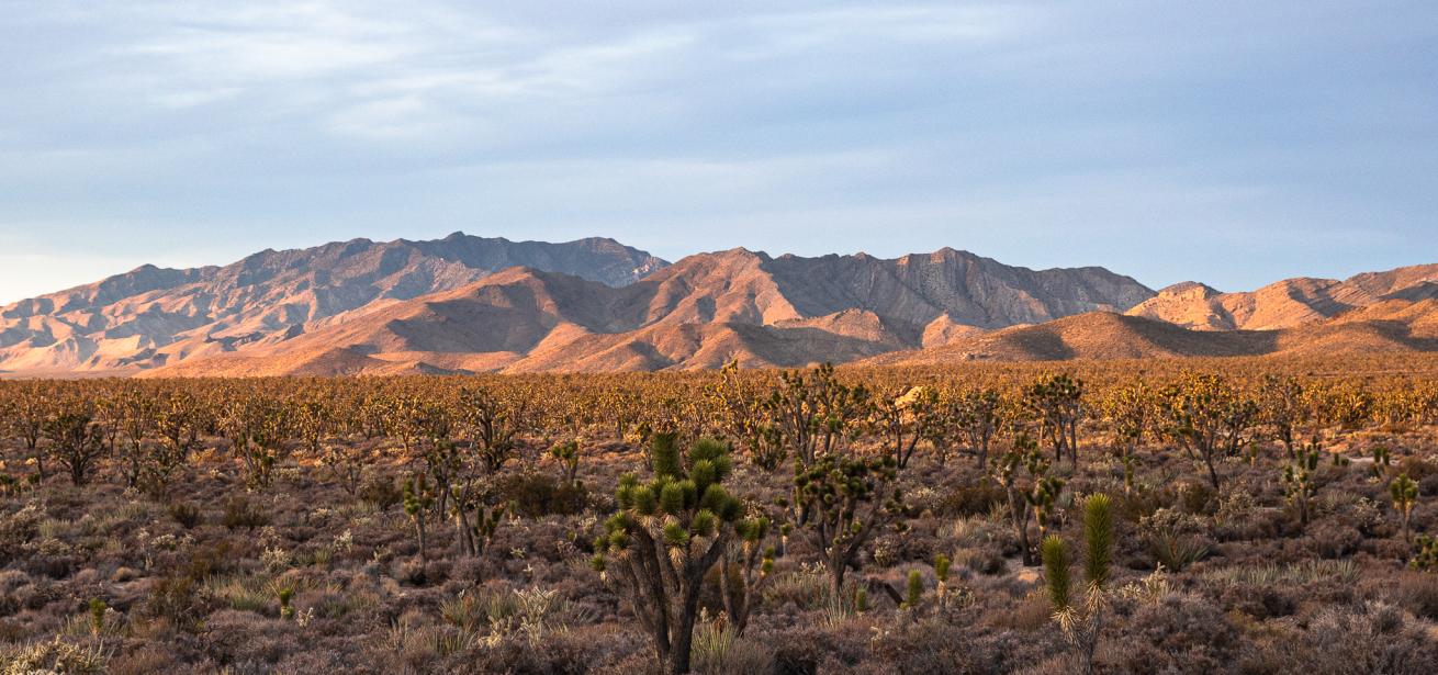 Desert view of the Antelope Valley